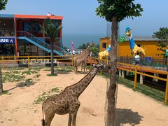 -西霞口神雕山野生动物世界