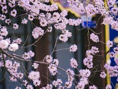 -桃花堤公园