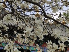 -护国法轮寺