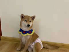 -柴犬小屋·柴餐厅·狗咖食堂(金鼎广场店)