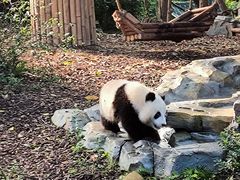 -成都大熊猫繁育研究基地