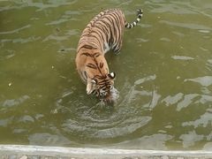 -栾川竹海野生动物园