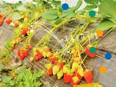 -喜杨洋草莓采摘园