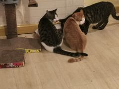 -宠爱国际动物医院· 猫科· 外科·中兽医(长白店)