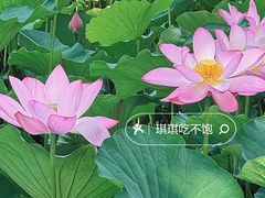 -保定东湖公园(莲池区)