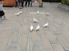 -天津妈祖文化园