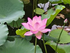 -荔湾湖公园
