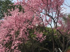 -武汉大学-樱园