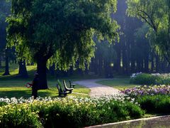 -上海共青森林公园