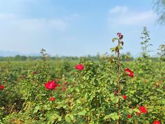 -北京张裕爱斐堡酒庄