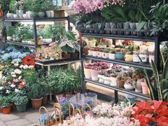 -溪岸路花鸟市场