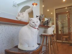 -有猫主题·治愈系猫咖(曾厝垵店)