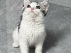 -pd派德宠物中心医院24H急重症·眼科中心·血液透析中心(嵩山北路店)