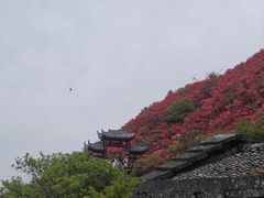 -大围山国家森林公园