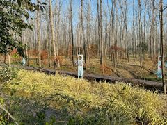 -合肥滨湖国家森林公园