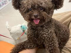 -爱妮康宠物医院·干细胞免疫细胞·肿瘤·心脏(张江店)