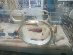 -成都大熊猫繁育研究基地