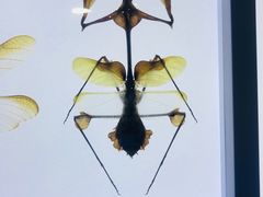 -上海昆虫博物馆