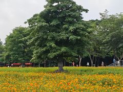 -海珠湖公园