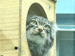 -青藏高原野生动物园