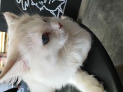 -瞄一喵猫咖(格力海岸店)