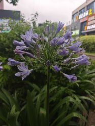 -小博士专业婴儿理发