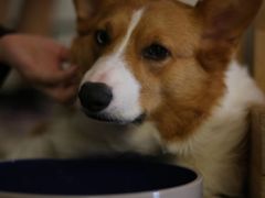 -平行世界·猫咖(首经贸店)