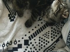 -平行世界·猫咖(首经贸店)
