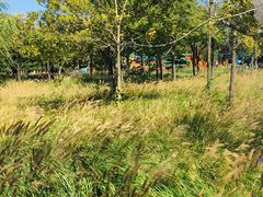 -羊亭河湿地公园