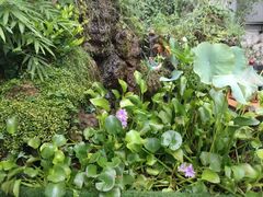 -蔡田福佛跳墙(官驿街店)