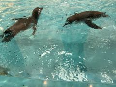 -帝企鹅自助餐厅•儿童岛•真企鹅(长隆企鹅酒店)