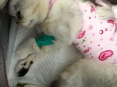 -纳吉亚猫专科动物诊疗中心(蒋宅口分院)