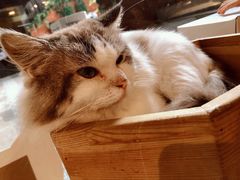 -more than meow吴止猫主题餐厅(承德 中船汇店)