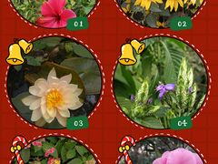 -深圳国际园林花卉博览园