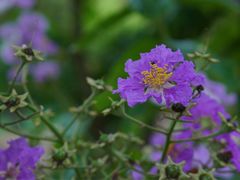 -福建鲤鱼洲酒店