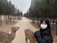 -伏羲山旅游区