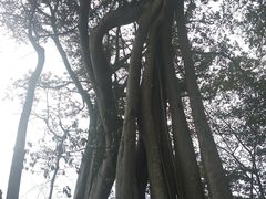 -瑞丽独树成林风景区