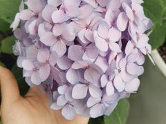 -秀儿家の小确幸花园西餐厅