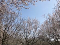 -苏州上方山国家森林公园