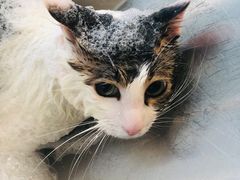 -PETKIT小佩宠物(古北店)