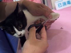 -北京观赏动物医院·24小时大型综合·猫专科·异宠专科