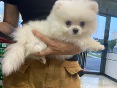 -一代菌王·竹荪鹅(江苏旗舰店)