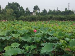 -三圣花乡旅游区