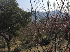 -香雪海