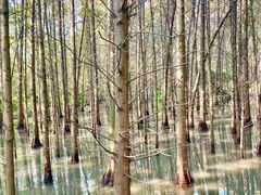 -桤木河湿地公园