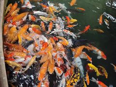 -南宫五洲植物乐园