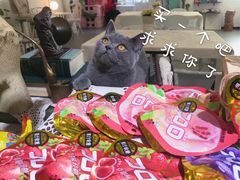 拿铁-MZ猫咖