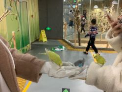 -七巧国萌宠乐园(龙湖天街店)