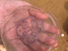 -东戴河风景区-止锚湾