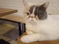-平行世界·猫咖(首经贸店)